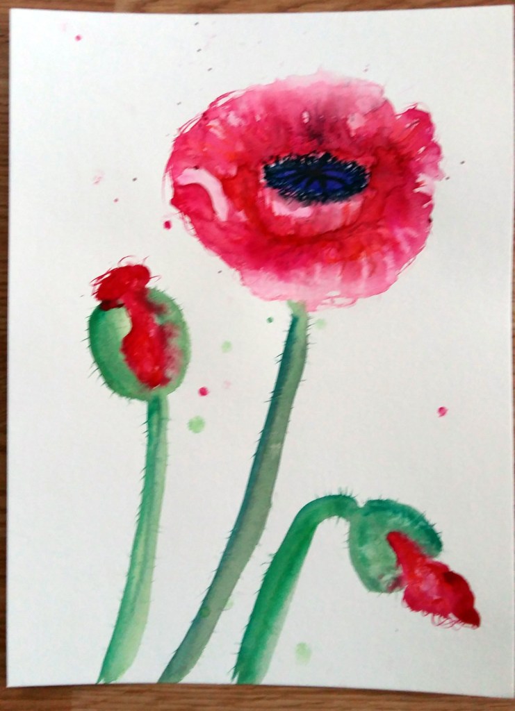 red poppy