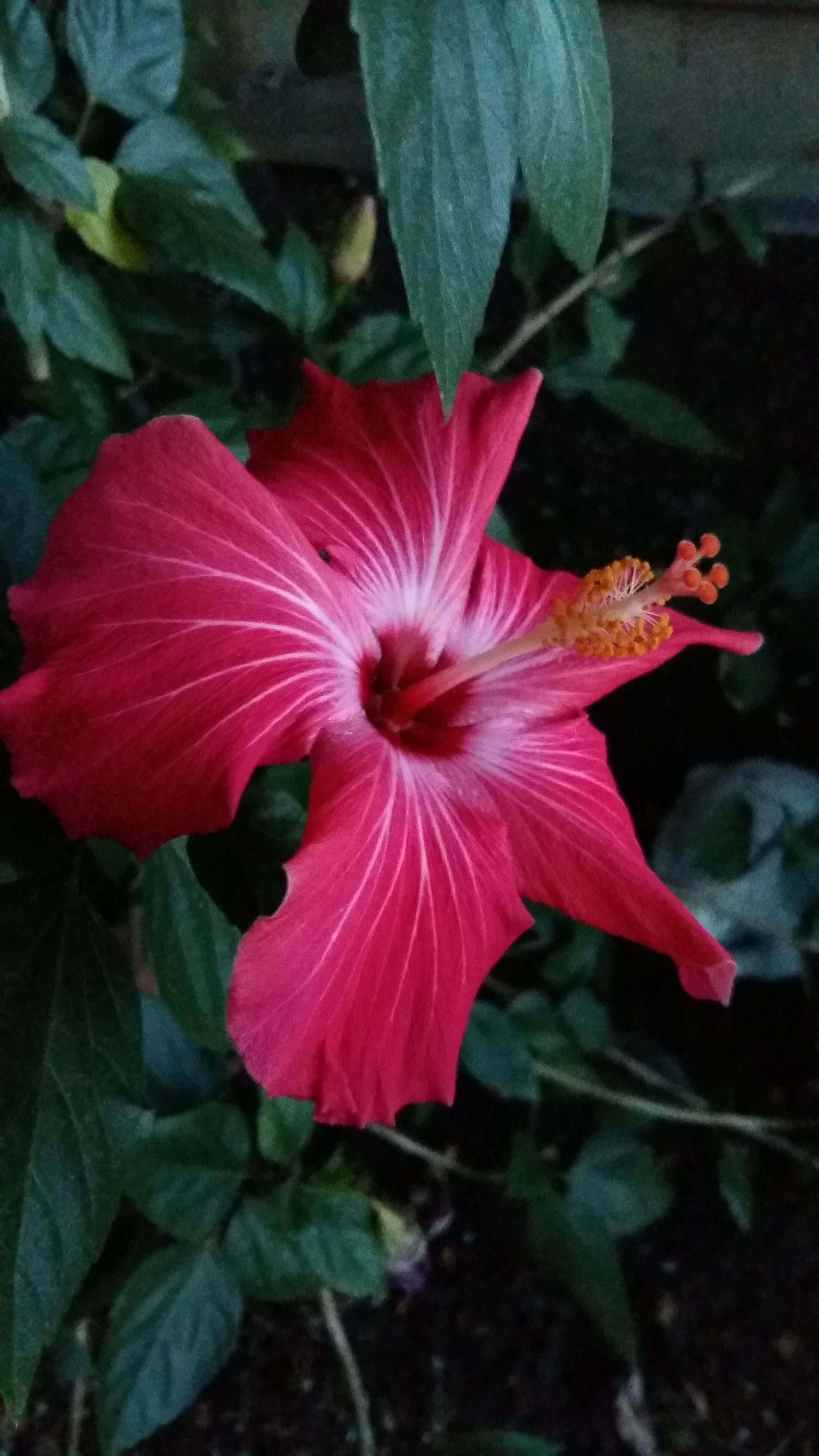 hibiscus