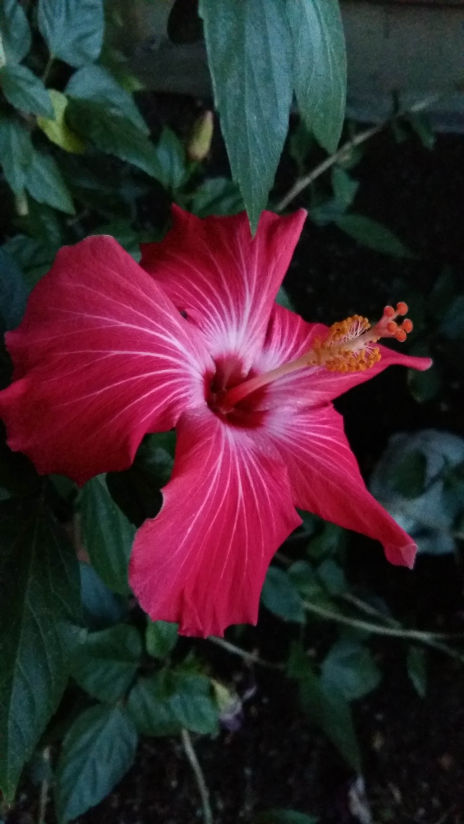 hibiscus